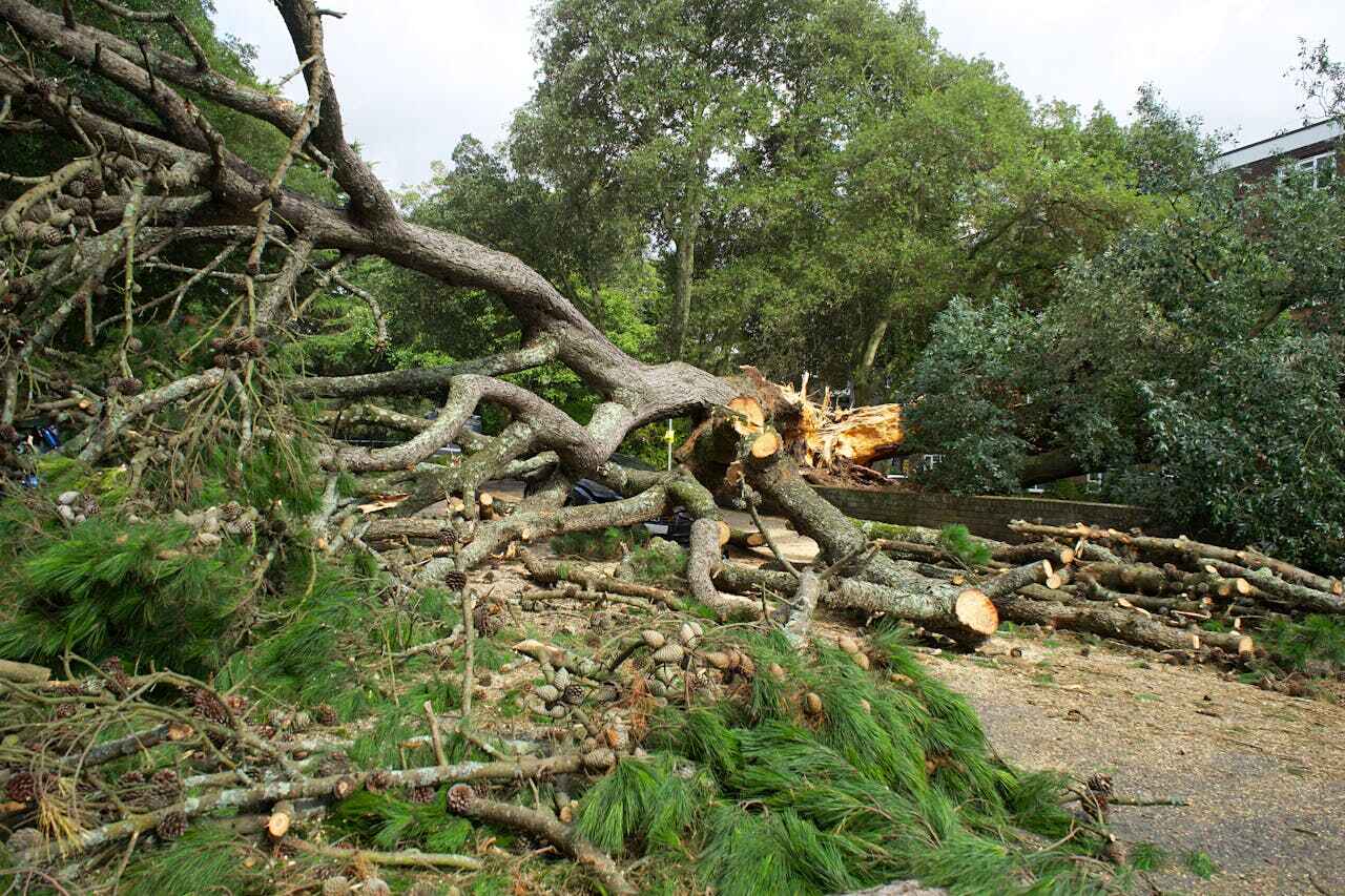 The Steps Involved in Our Tree Care Process in New Palestine, IN